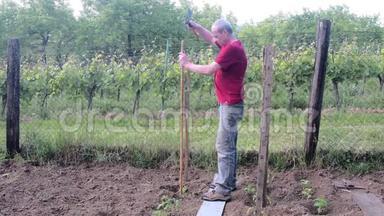 人锤成木桩.. 西红柿的木桩。 园艺概念